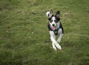 Dog friendly holiday park in Herefordshire and Wales