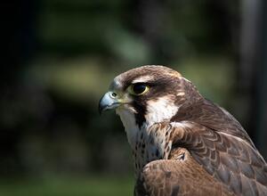 Wildlife surrounding the park - hawk photo