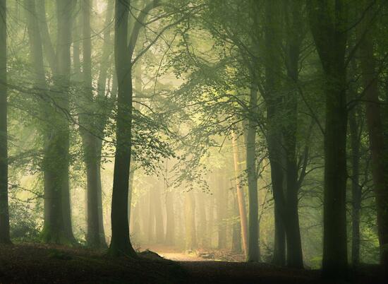 Wapley Hill Fort. Enchanting forest walks near Rockbridge Park
