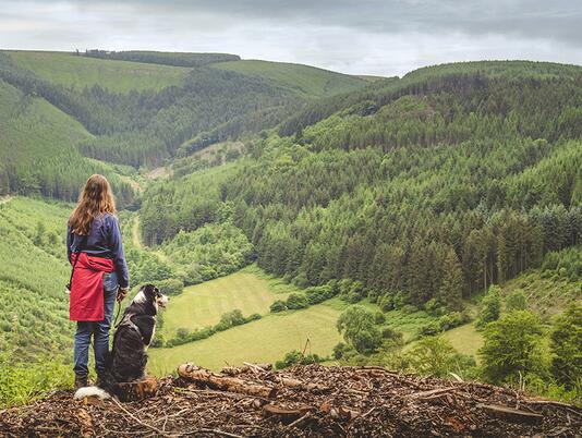 dog friendly holiday park in Wales