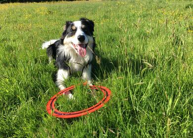 Dog friendly caravan site in Wales