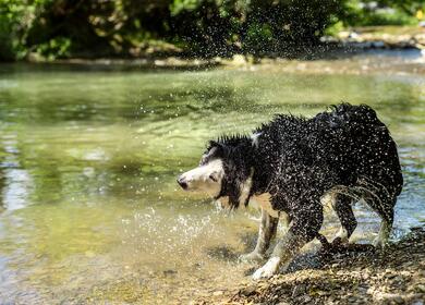 Dog friendly holiday park dog swimming in river Lugg