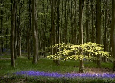 Nash Woods, Presteigne