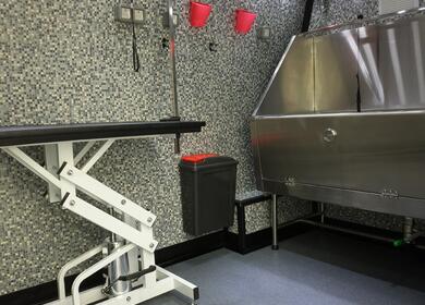 Visiting dog groomer photo