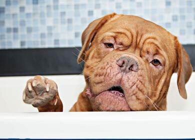Visiting dog groomer photo