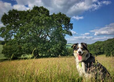 5 star dog friendly caravan park in Wales - dog walking on Mortimer Trail