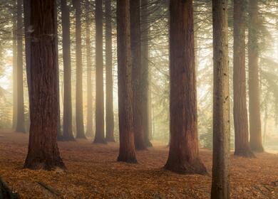 Photo: Queens Wood Country Park