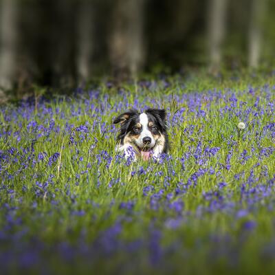 Dog friendly holiday park